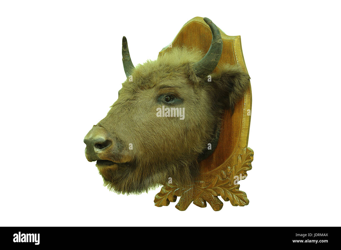 Il bisonte europeo trofeo di caccia isolate su sfondo bianco, tassidermia di testa montata sulla piastra di legno ( Bison bonasus ) Foto Stock