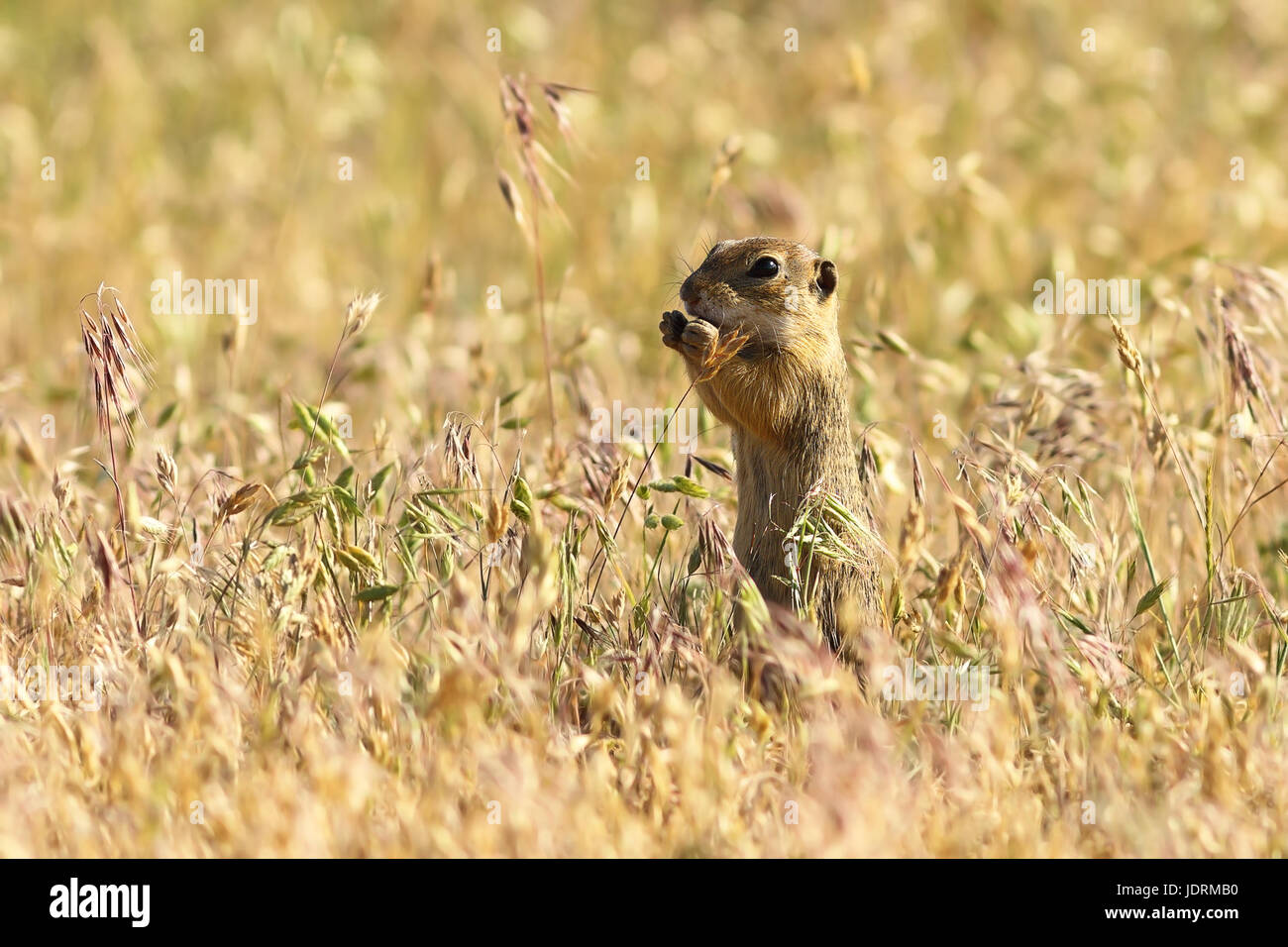 Terreno europeo scoiattolo in habitat naturali, cute animale giovane mangiare ( Spermophilus citellus ) Foto Stock