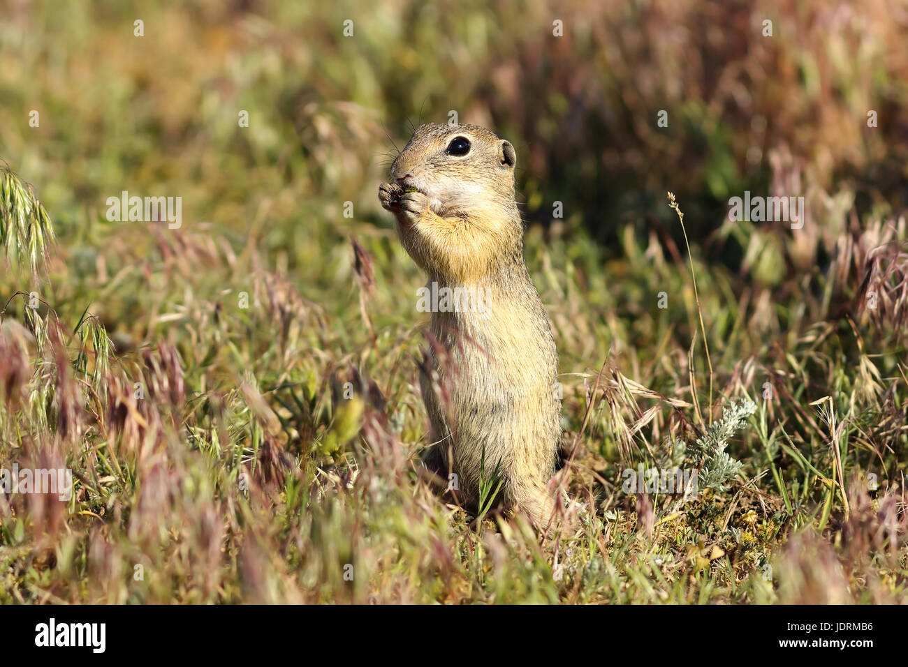 Terreno europeo scoiattolo sul prato, immagine presa mentre mangia ( Spermophilus citellus ) Foto Stock