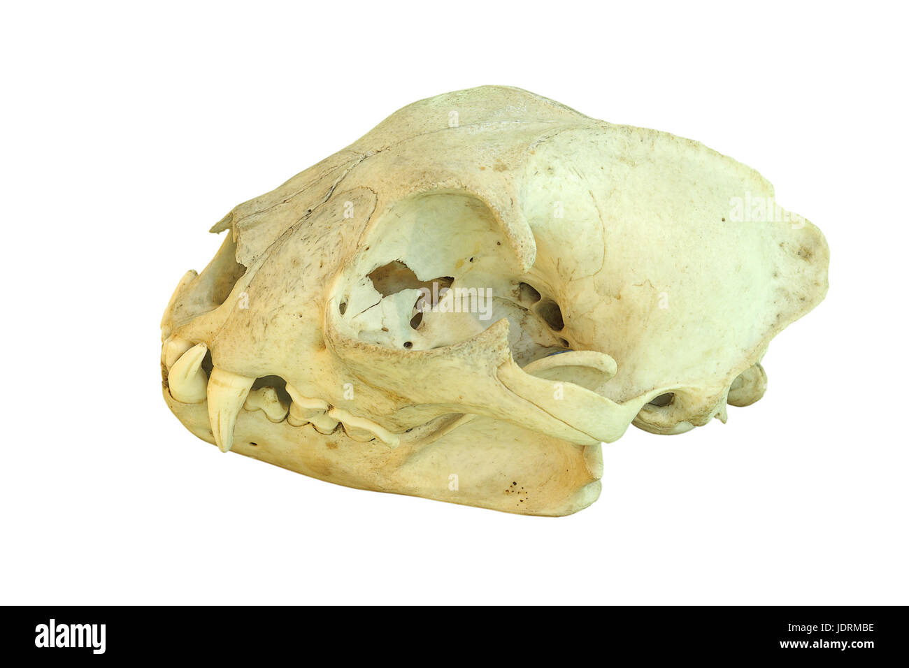 Lince europea cranio, cranio isolato su sfondo bianco Foto Stock