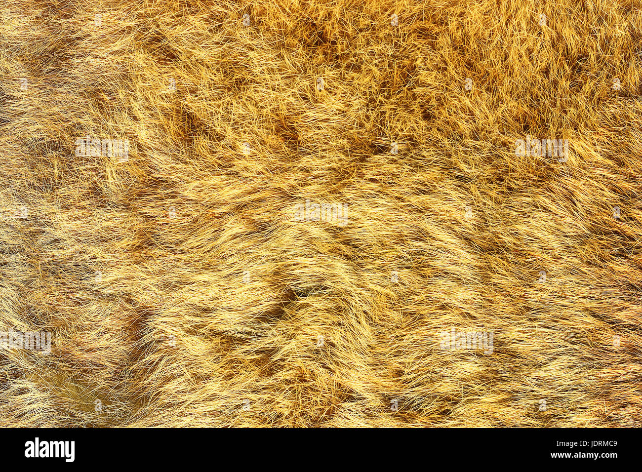 Lince europea vera pelt, texture di big cat pelle Foto Stock