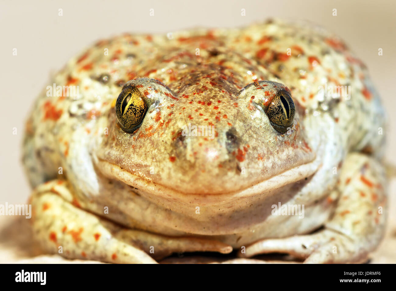 Aglio toad bel ritratto, animale selvatico guardando la telecamera ( Pelobates fuscus, comune spadefoot toad ) Foto Stock