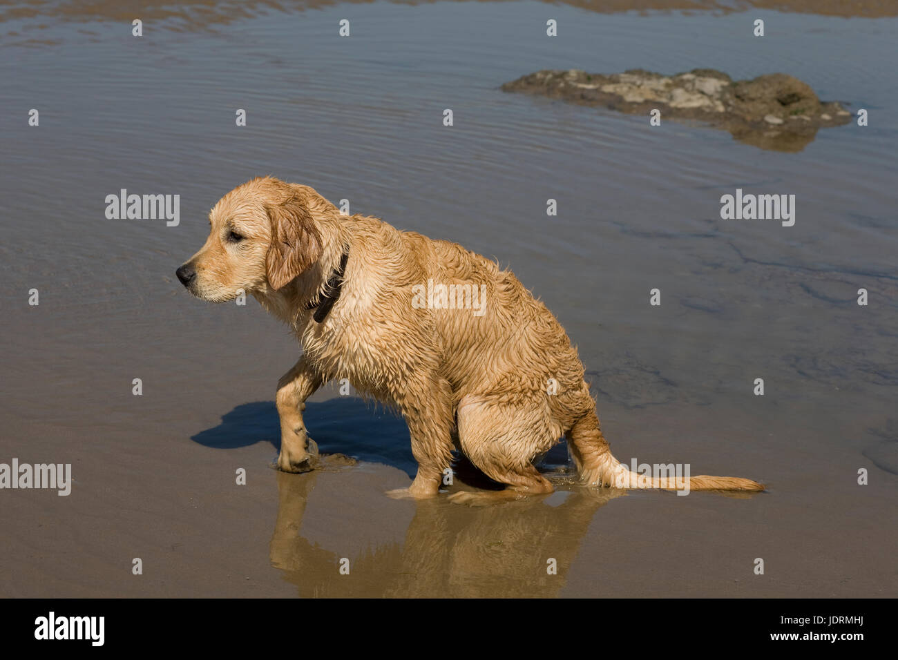 Bello 5 mese vecchio maschio golden retriever cucciolo sorge dalla seduta sulla sabbia umida sulla spiaggia di Newton, Porthcawl Foto Stock