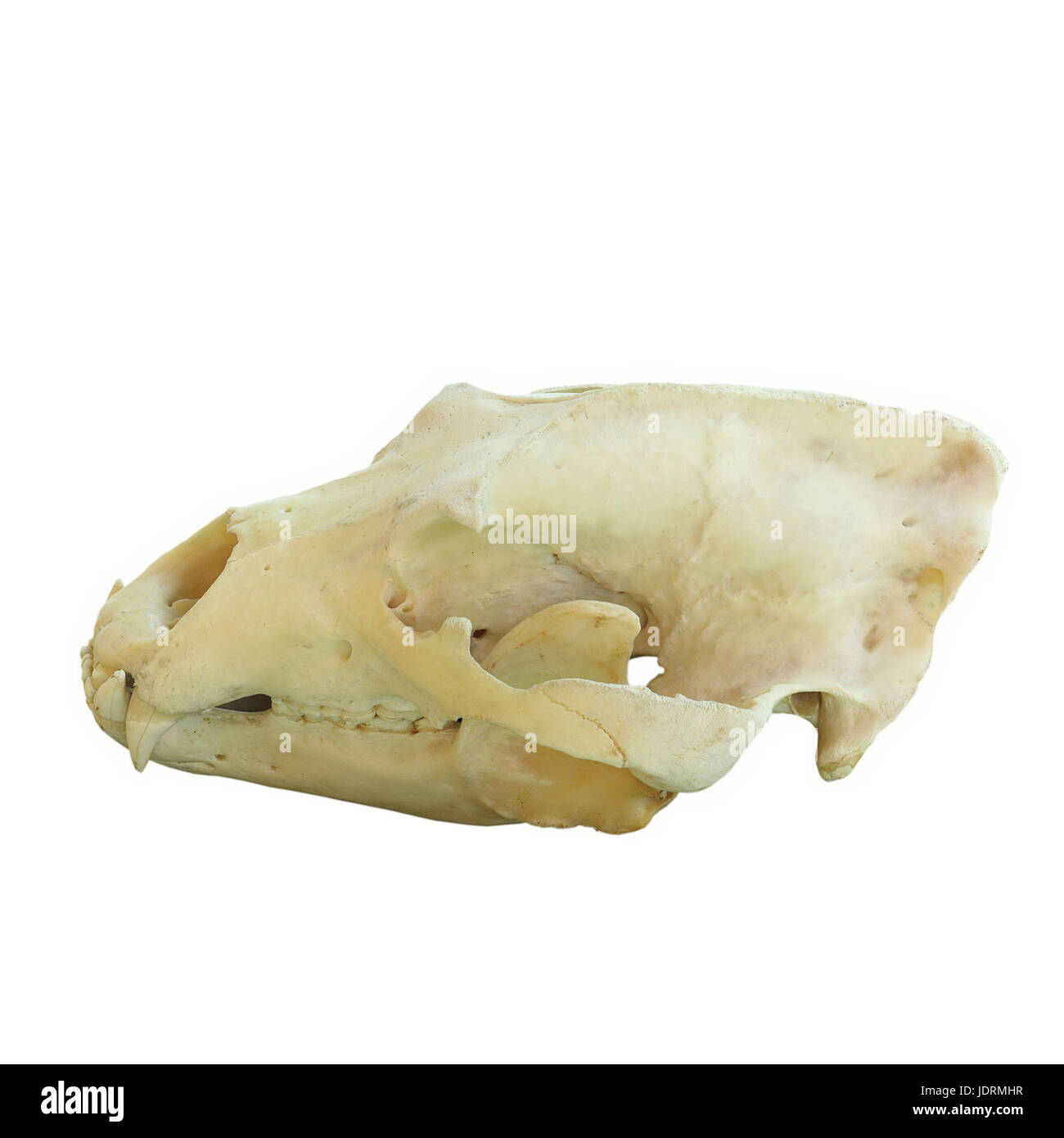 Cranio di un orso bruno ( Ursus arctos ) isolate su sfondo bianco, enorme di trofei di caccia Foto Stock