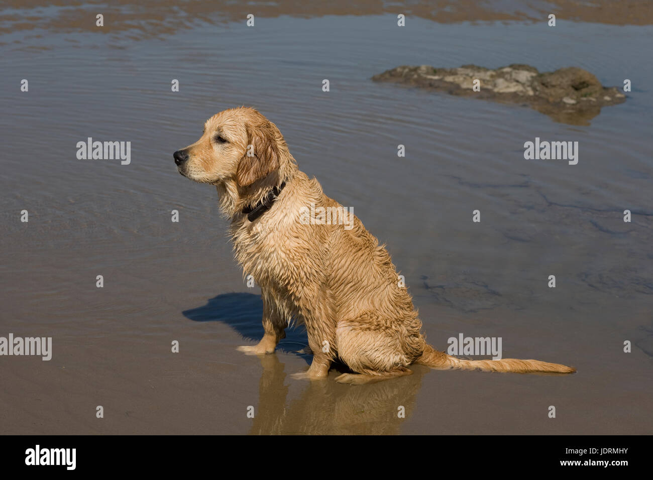 5 mese fa maschio golden retriever cucciolo siede obbediente sulla sabbia umida sulla spiaggia di Newton in Porthcawl Foto Stock
