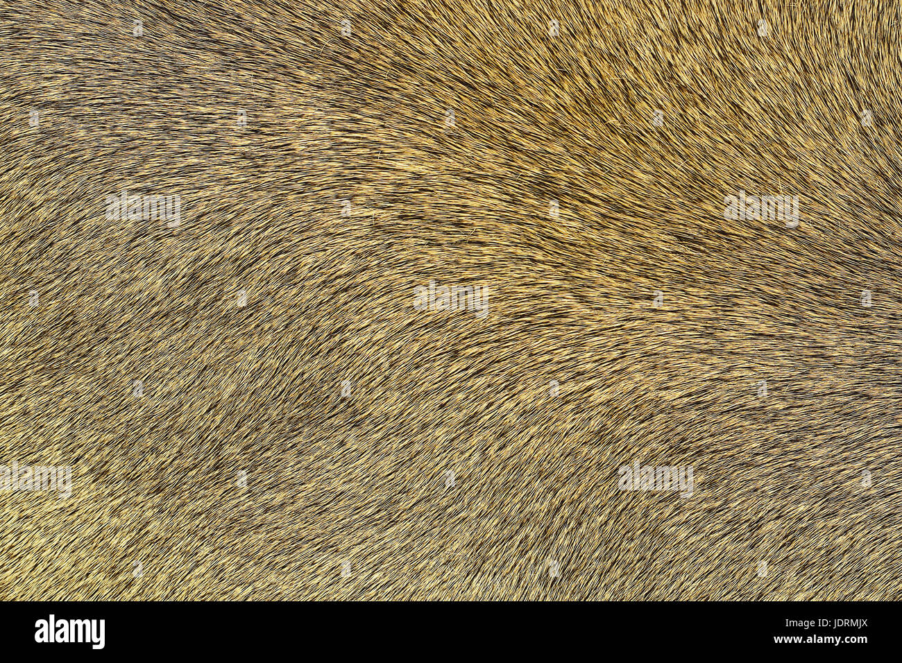 Lion texture pelt, vera pelle per il vostro design Foto Stock