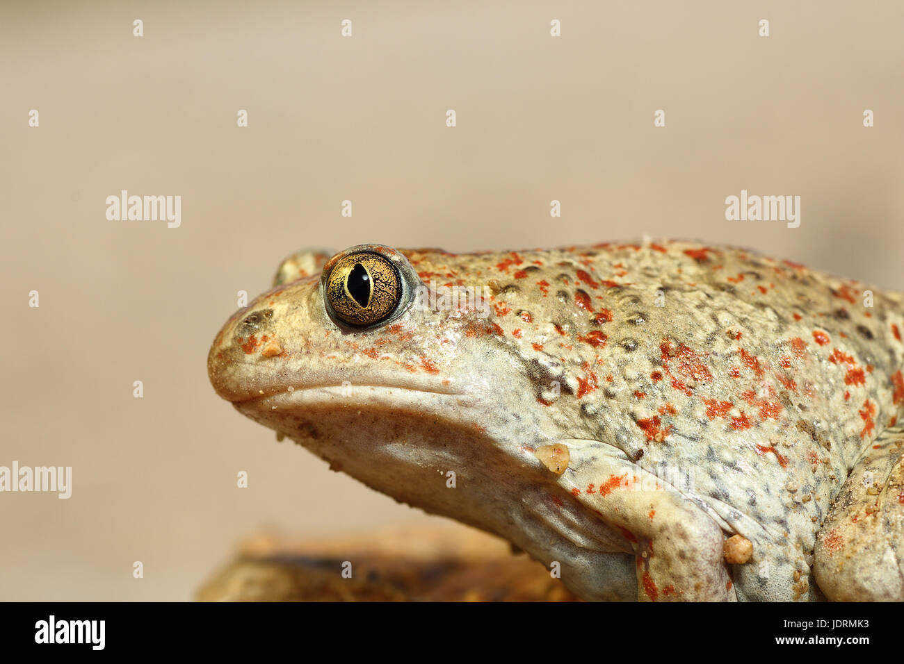 Immagine macro di comune spadefoot toad ( Pelobates fuscus ) Foto Stock