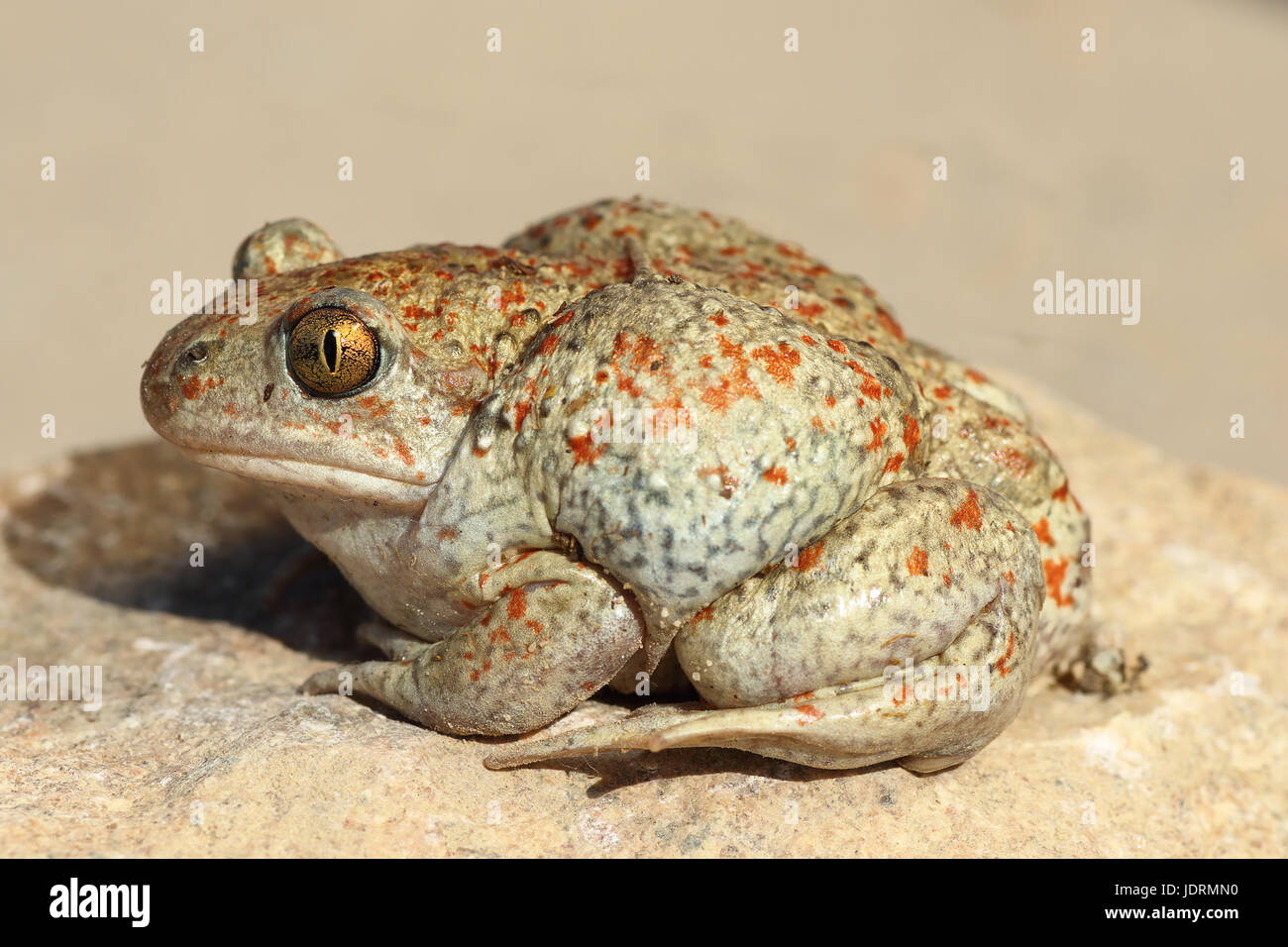Vista di profilo di aglio toad ( Pelobates fuscus ) Foto Stock