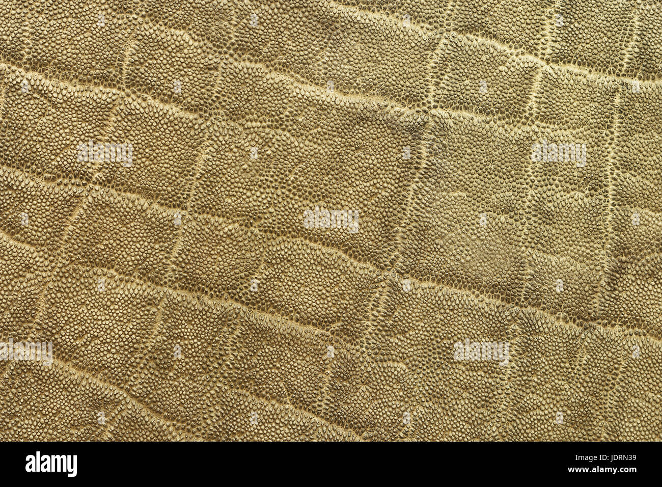 Textured dettaglio dell' elefante africano pelt ( Loxodonta adaurora ) Foto Stock