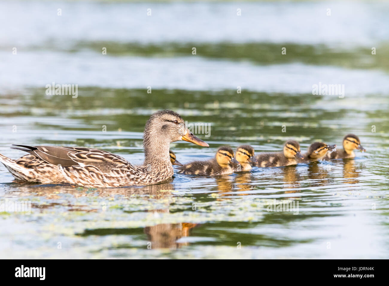 Un mallard femminile e i suoi pulcini, nuotando in un lago Bushy Park, West London Foto Stock