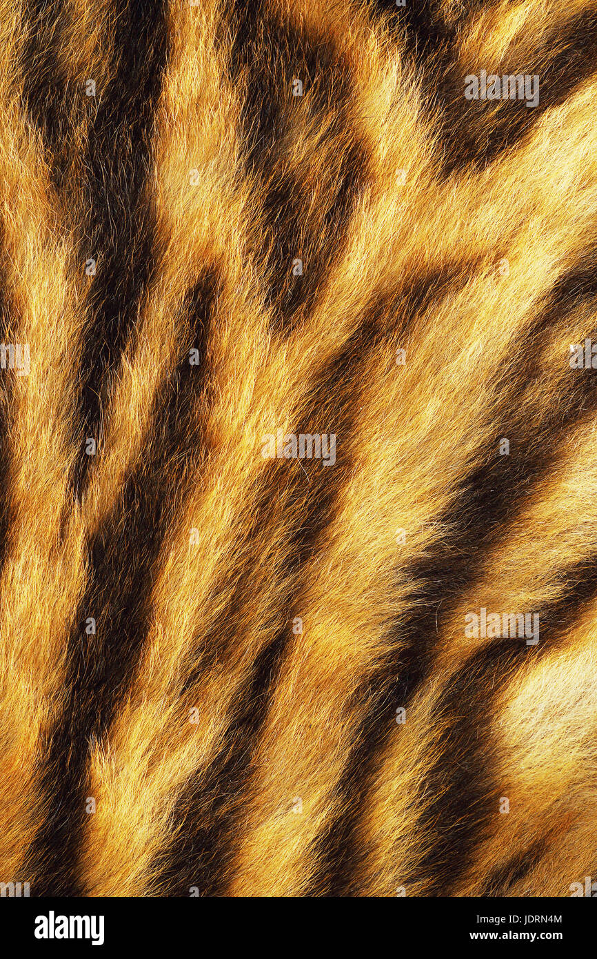 Tiger strisce sulla vera pelle non conciata, animale la texture della pelle Foto Stock