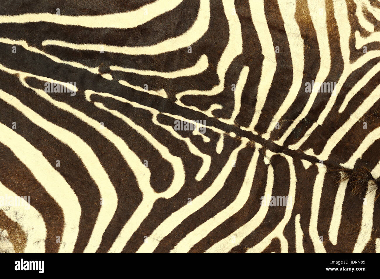 Zebra pattern a strisce, la texture della pelle per il vostro design Foto Stock