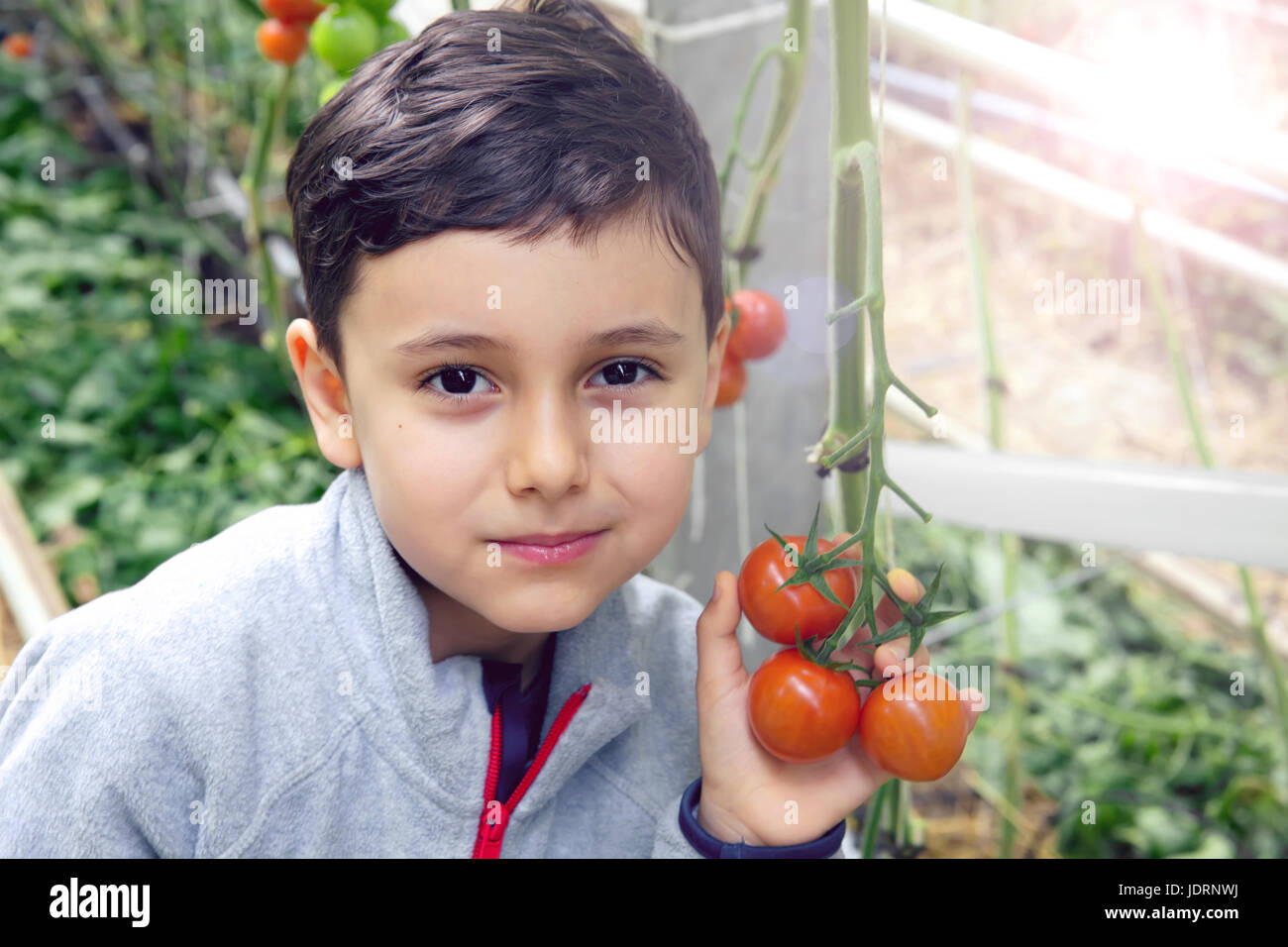 Tagliare il bambino tenendo i pomodori freschi sulla vite.little boy tenendo il pomodoro raccolto nelle sue mani a serra.sorridente, ritratto Foto Stock