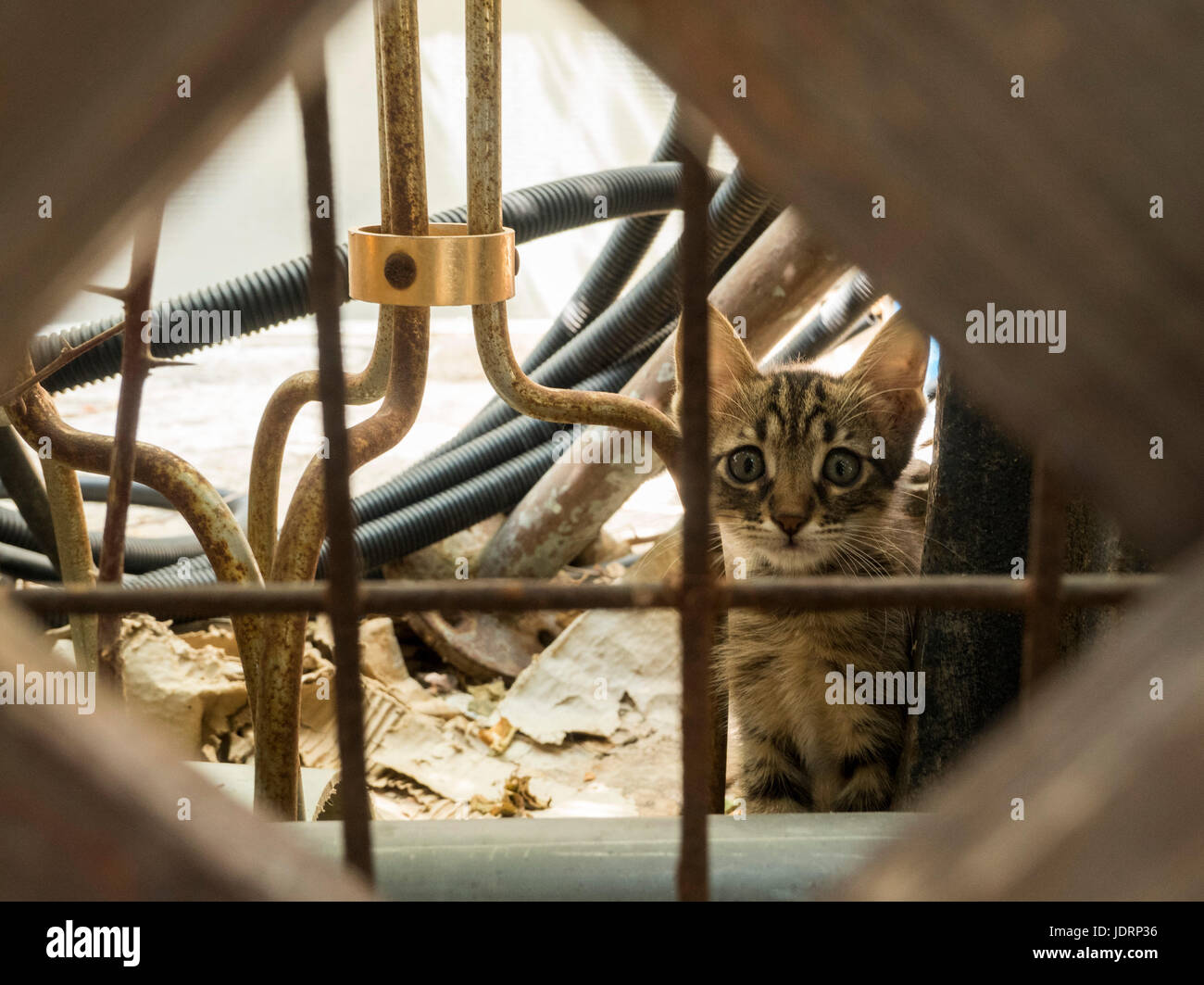 Spaventato e timido gattino randagio nelle strade Foto Stock