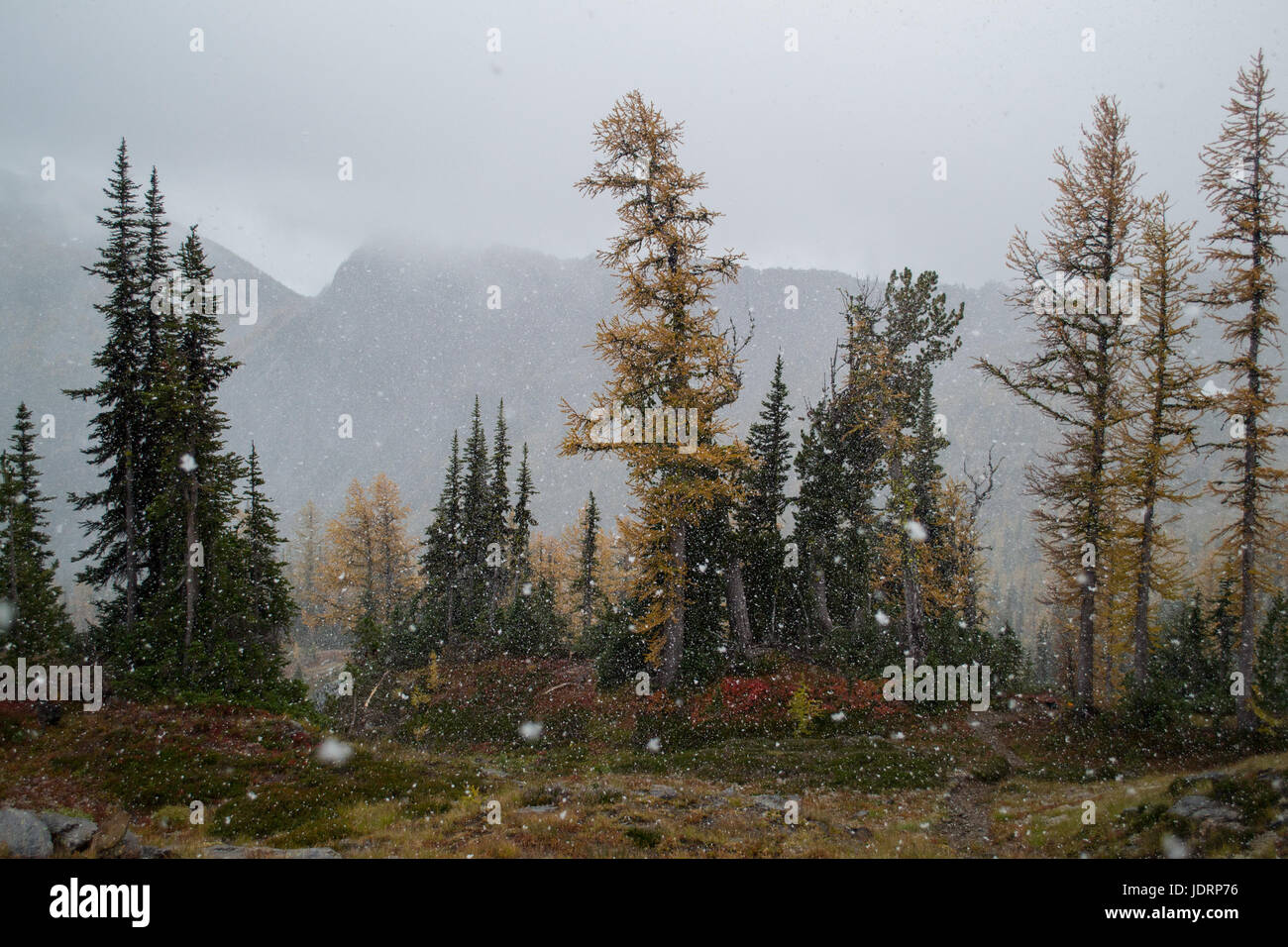 La neve cade in un bosco di larici Foto Stock