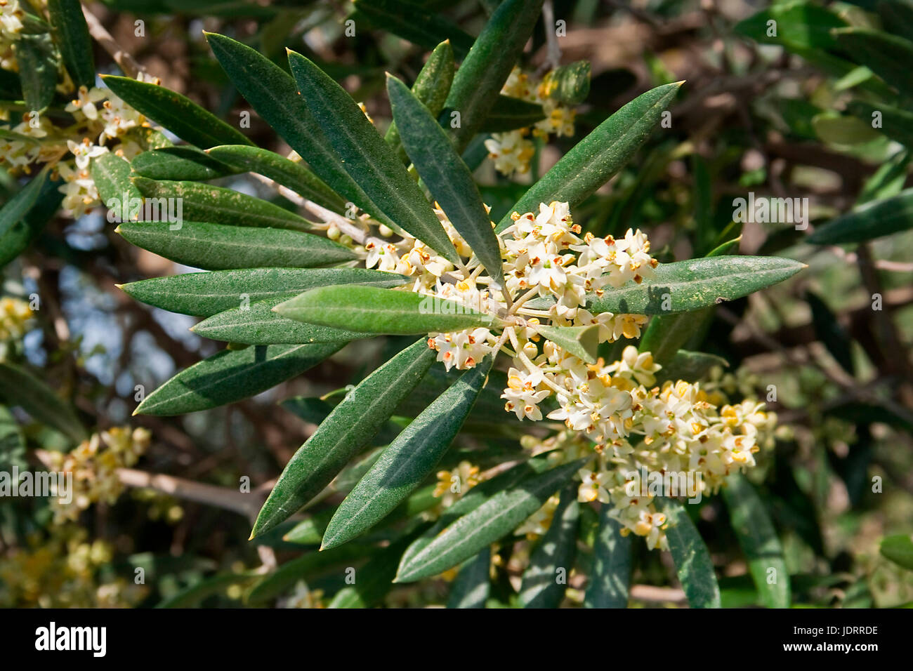 Albero di olivo blossom, Andalusia, Spagna Foto Stock