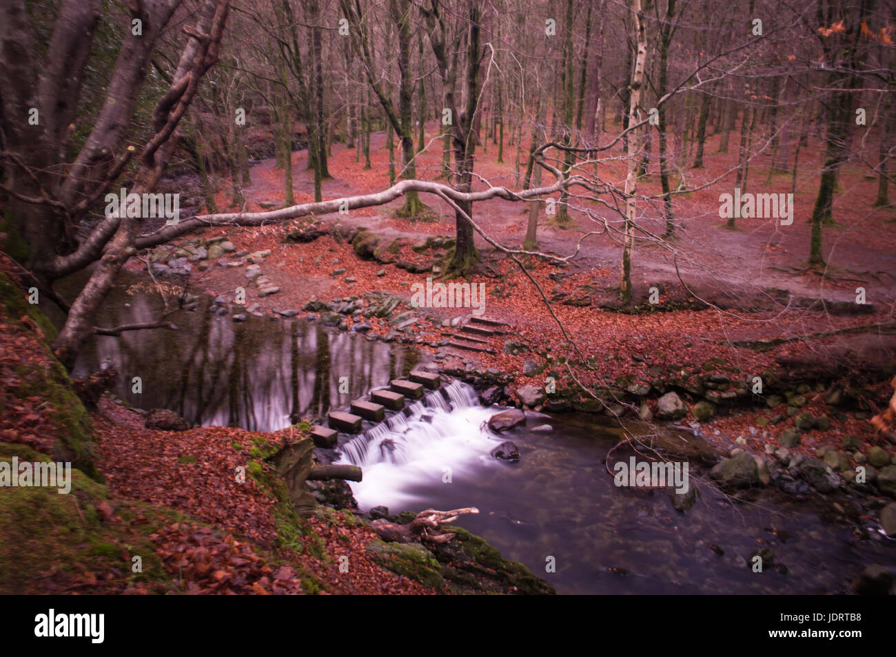 Pietre miliari in una foresta autunnale Foto Stock