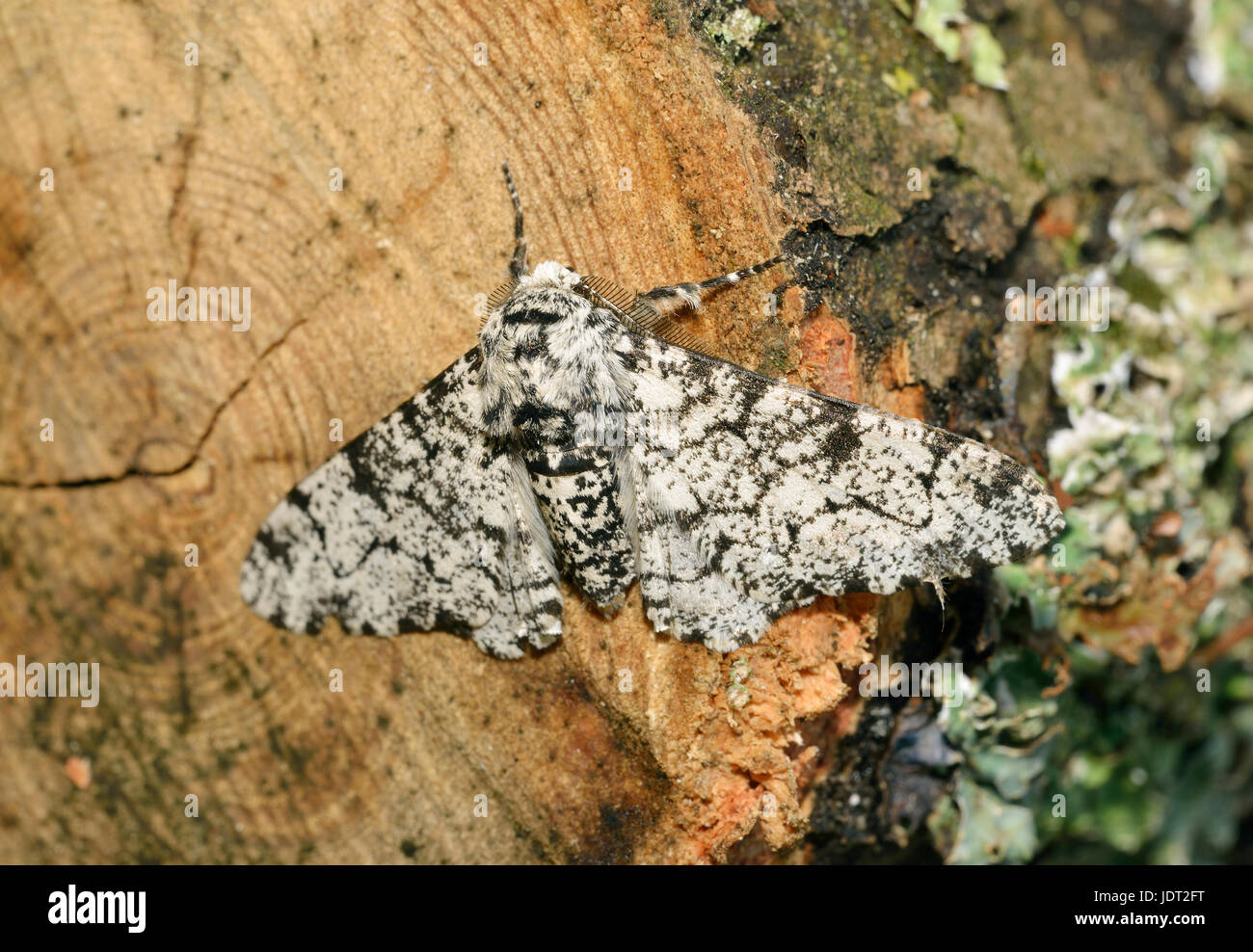 Pepati Moth - Biston betularia luce colore forma sul log Foto Stock