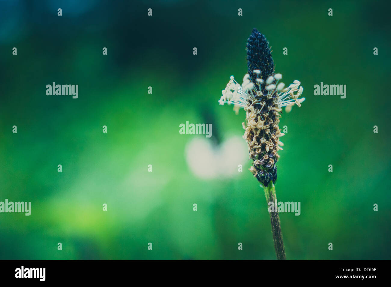 Un primo piano di un bellissimo prato delle setole con verde bokeh in background. Foto Stock