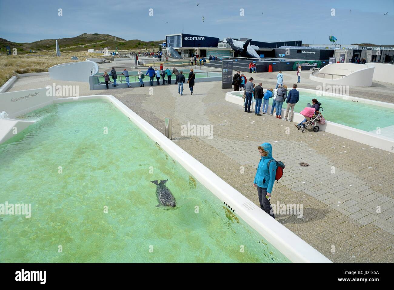 Zeehonden- en vogelopvangcentrum Ecomare Foto Stock