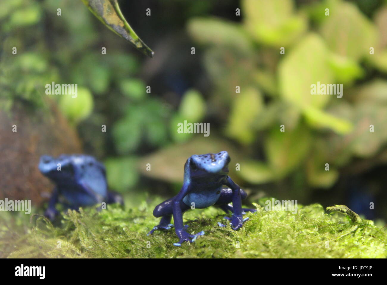 Una chiusura di un bel blu brillante rana su alcuni muschio. Foto Stock
