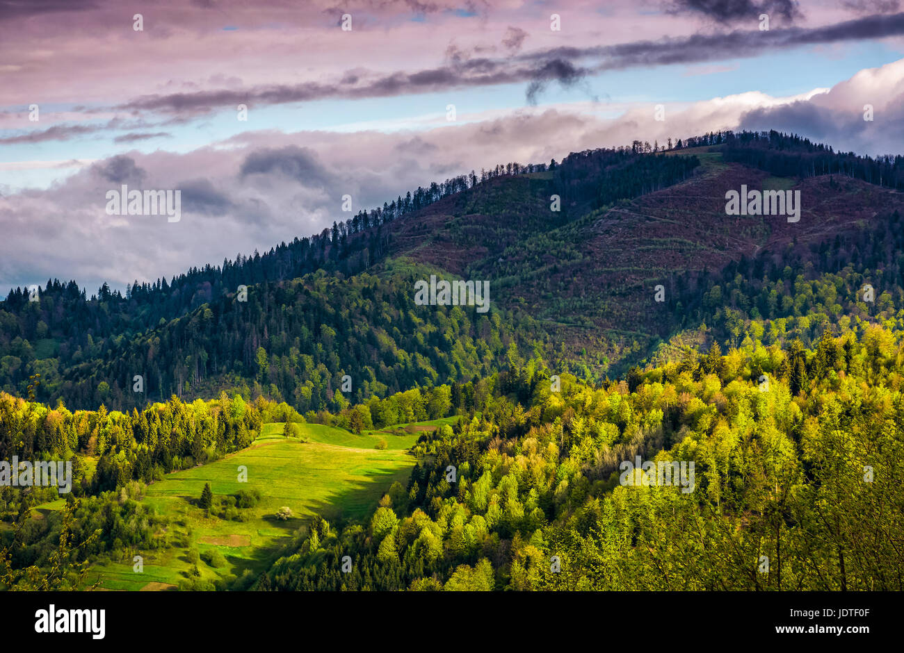 Forest glade sulla collina nella luce del mattino. Montagna con foreste in ombra di una nuvola. Bella viola cielo molto nuvoloso Foto Stock