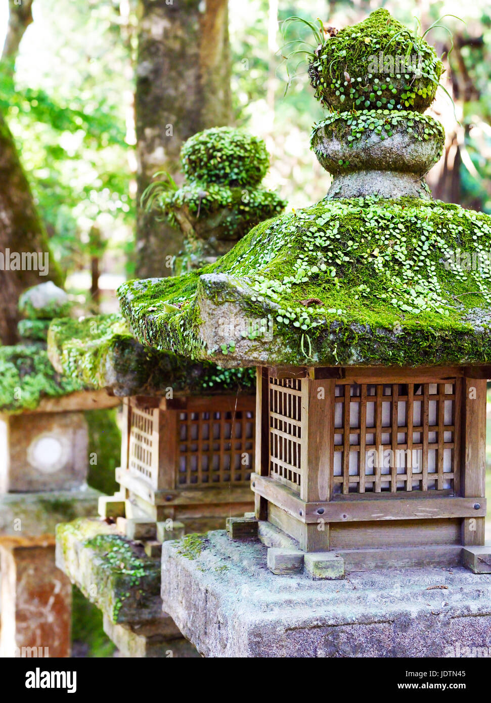 Lanterne di pietra coperto di piante e muschio, in corrispondenza di Kasuga Taisha Sacrario di Nara, Giappone Foto Stock