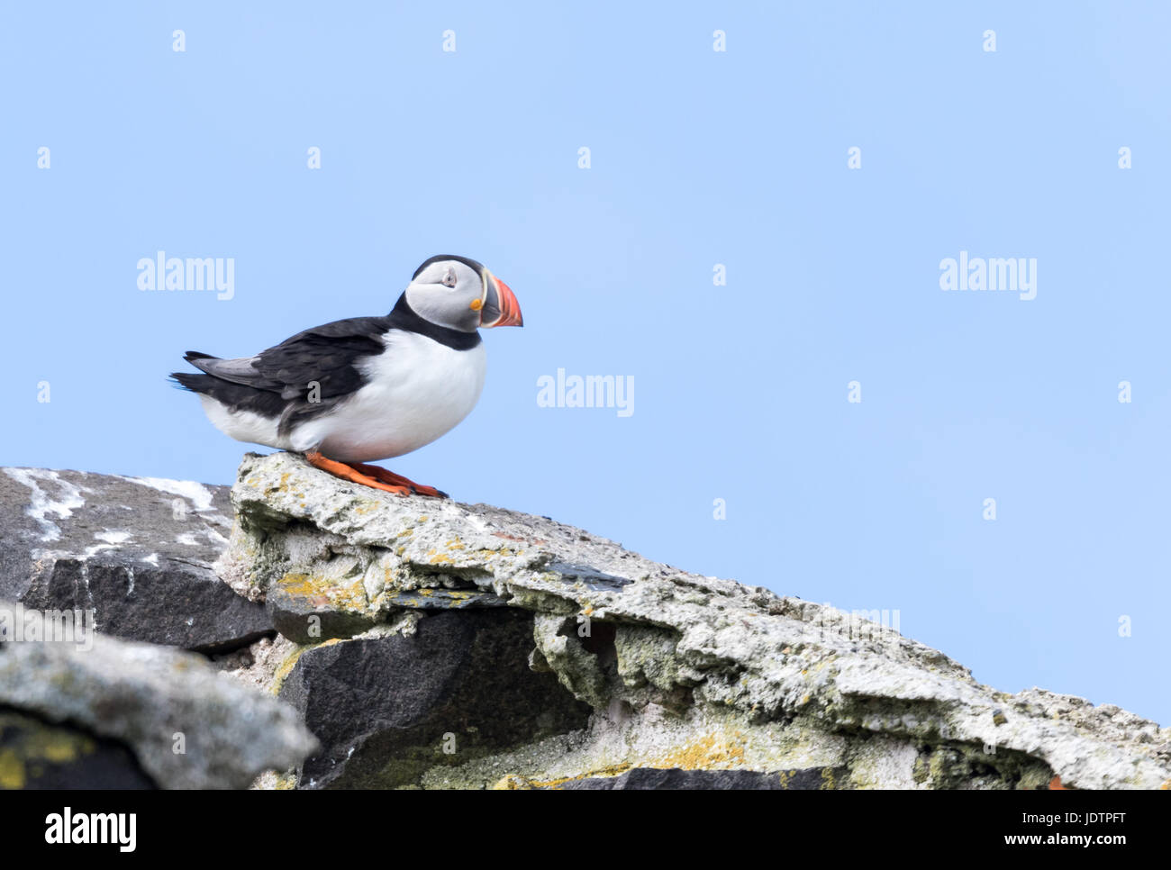 Sul ciglio della scogliera, il puffin seduto su una roccia in attesa di decollo Foto Stock