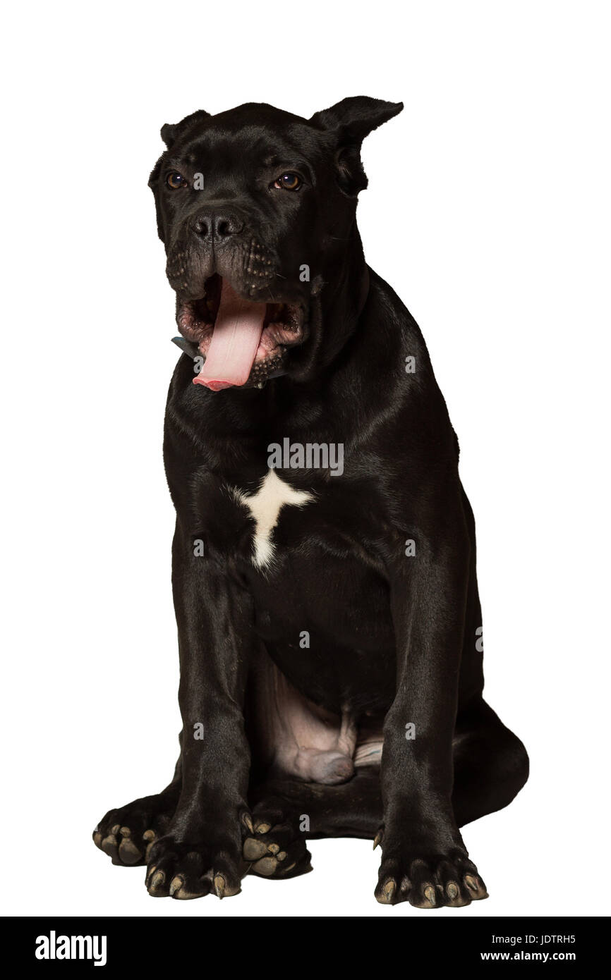 Età del cucciolo di 3 mesi di Cane Corso razza di colore nero, isolato su bianco Foto Stock