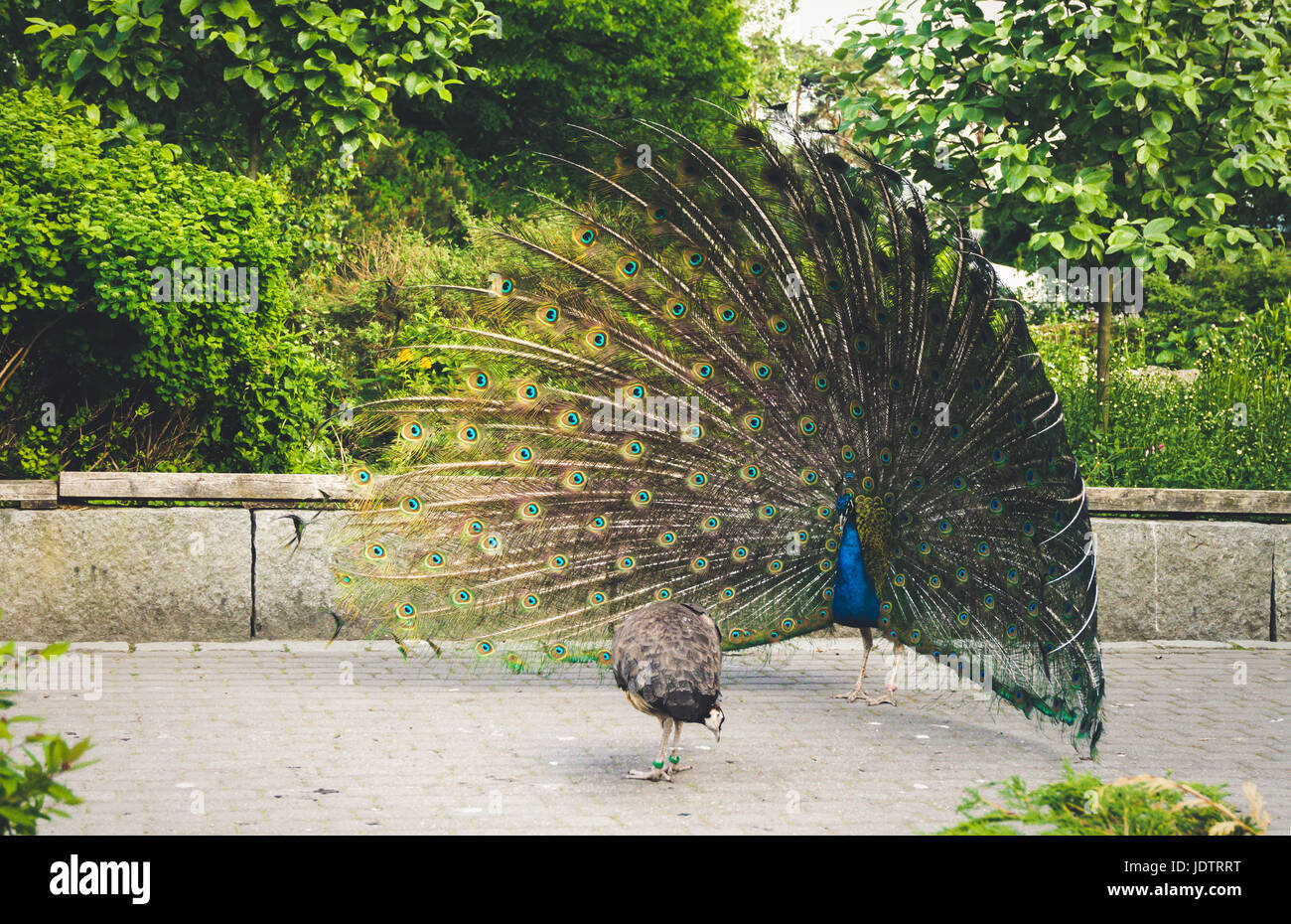 Maschio e femmina peacock allo zoo Foto Stock