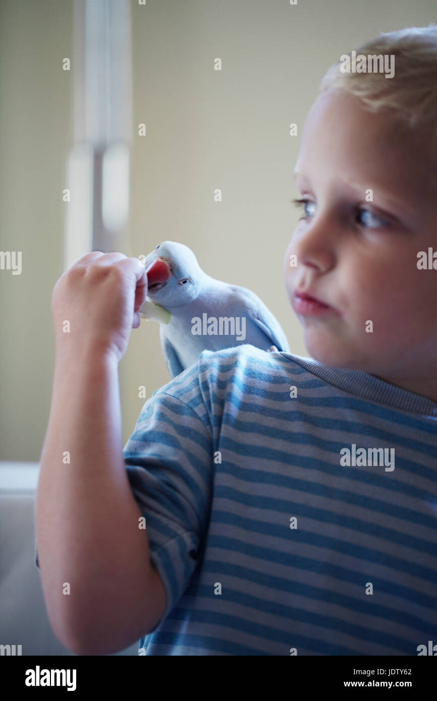 Alimentazione bambino uccello pet sulla sua spalla Foto Stock