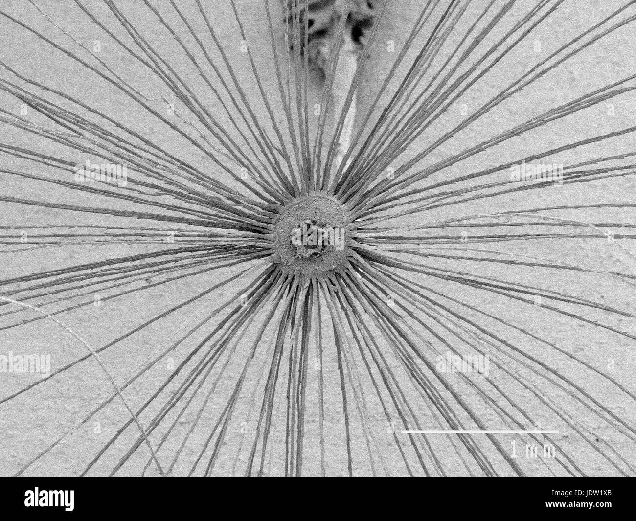 Vista ingrandita del fluff di dente di leone Foto Stock