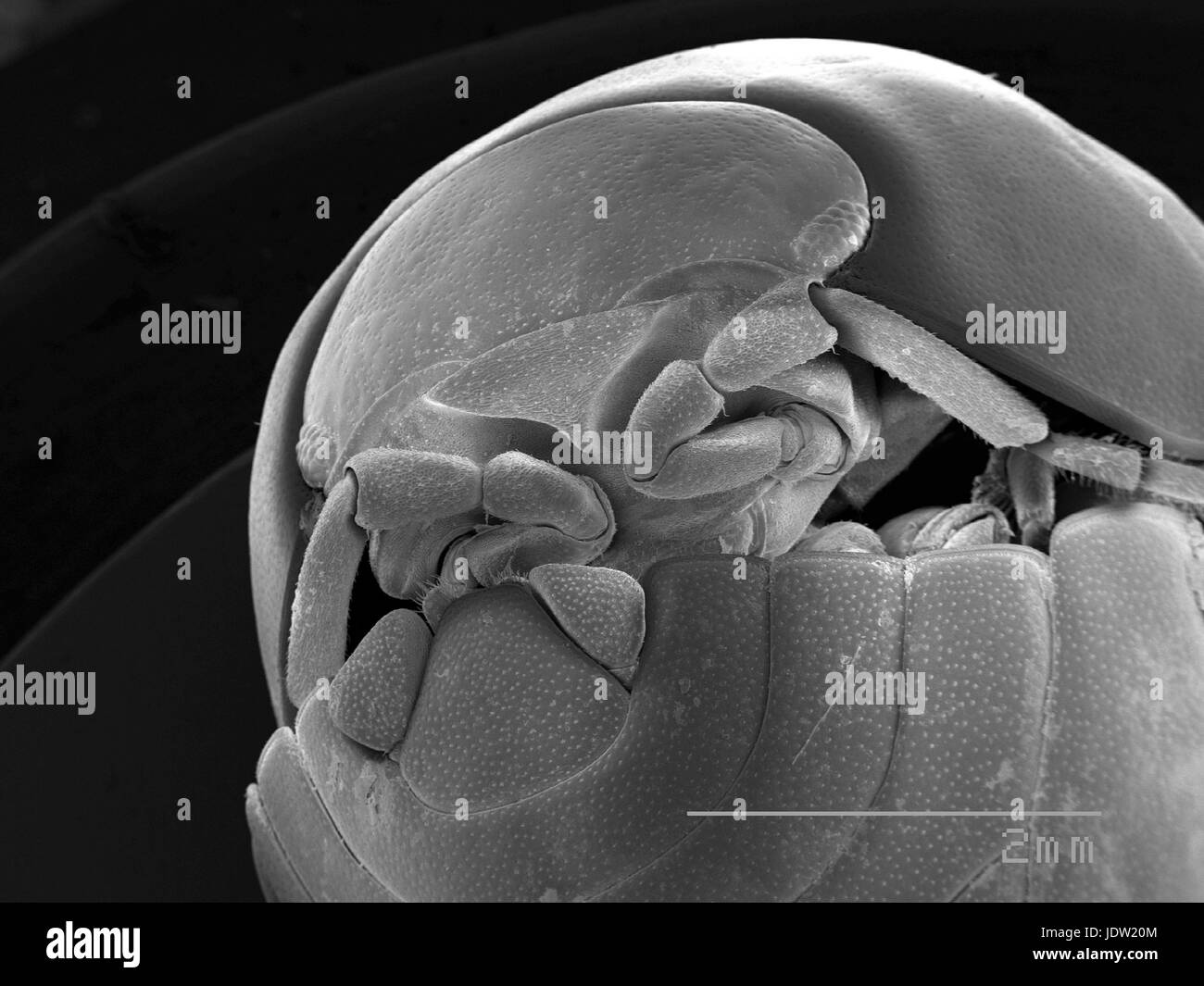 Vista ingrandita del pillbug Foto Stock