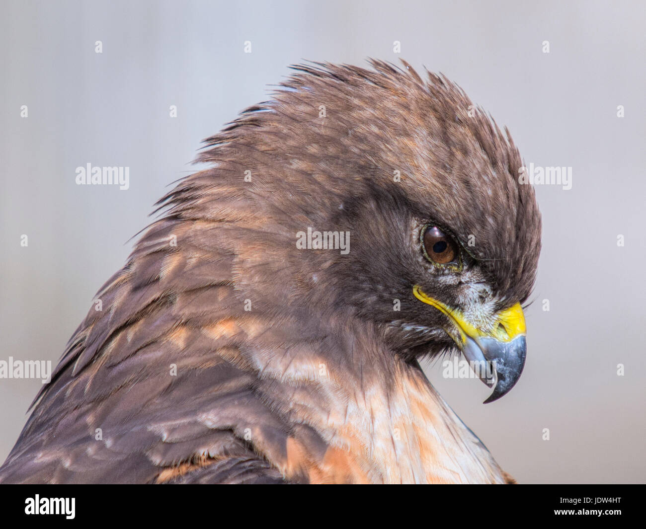 Red-tailed hawk, Buteo jamaicensis Foto Stock