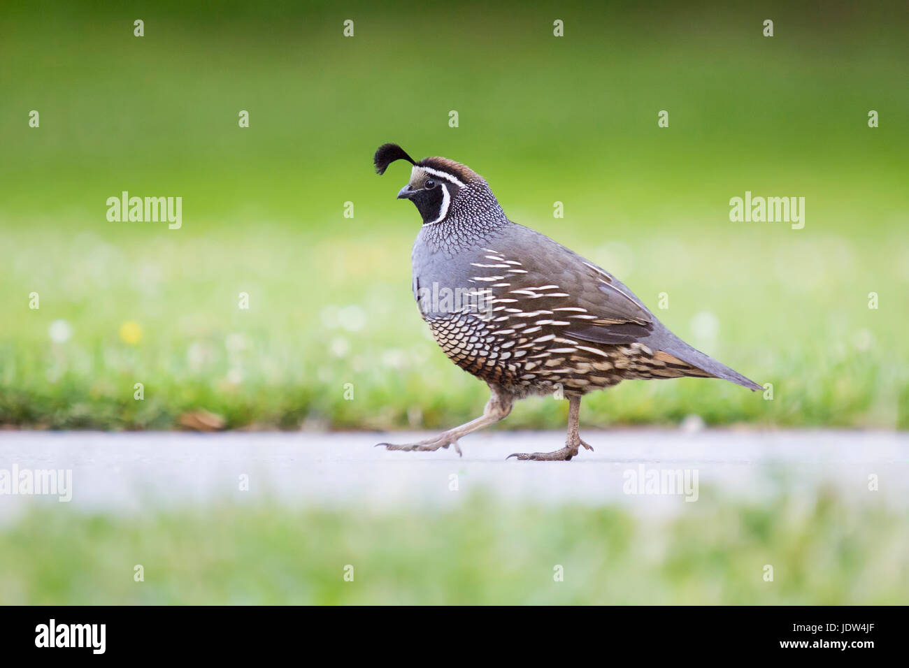 California Quaglia, Callipepla californica Foto Stock