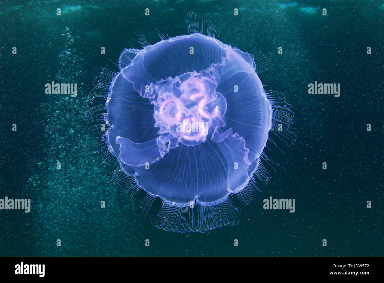 Aurelia aurita medusa Foto Stock