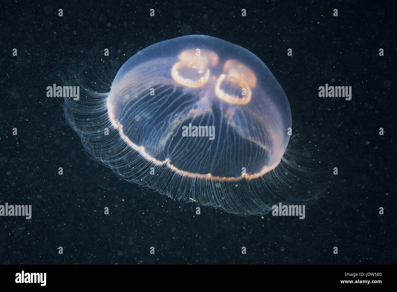 Luna medusa (Aurelia aurita) Foto Stock