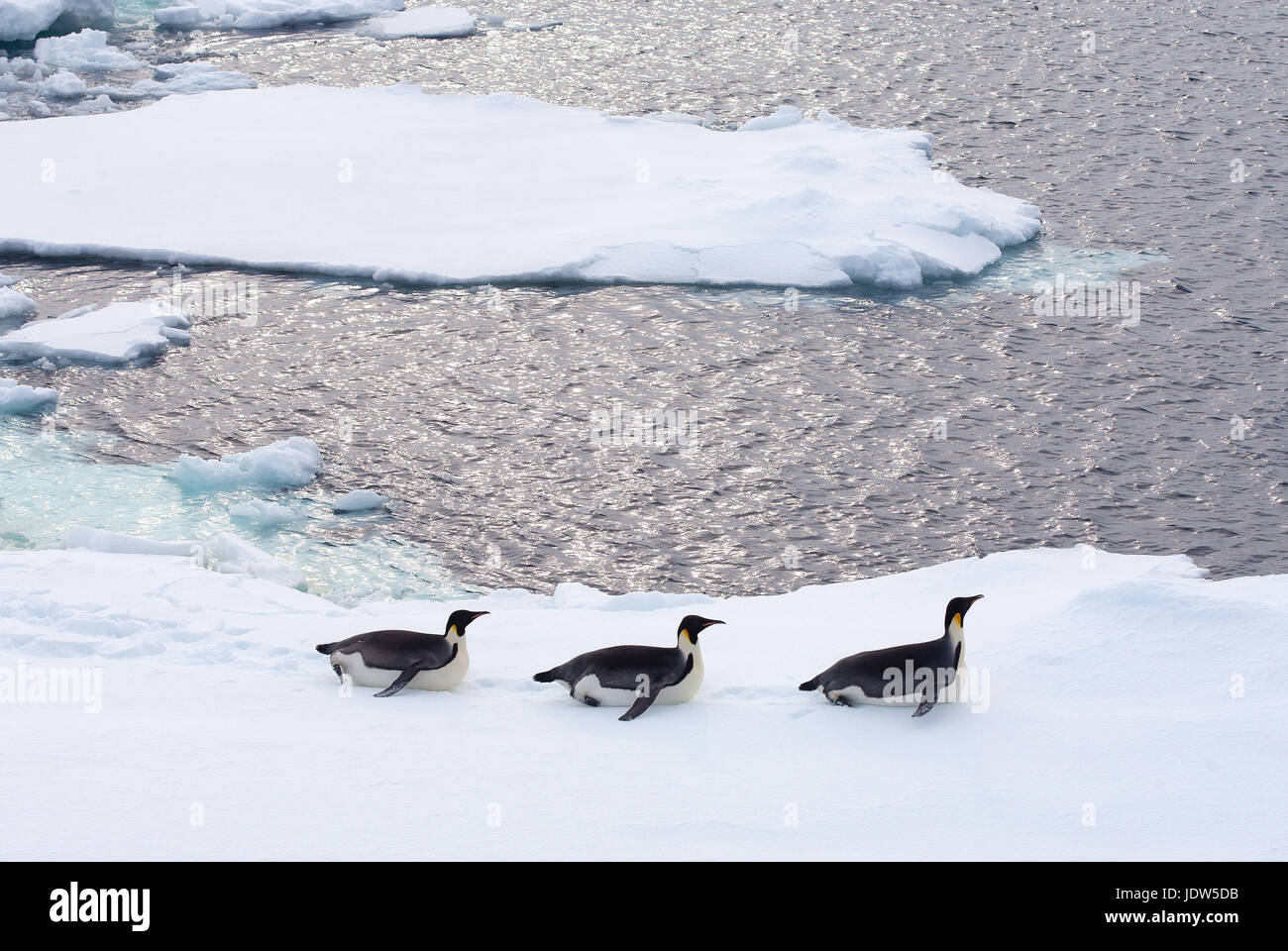 Pinguini imperatore su Iceberg, Ice floe nell'Oceano del Sud, 180 miglia a nord di East Antarctica, Antartide Foto Stock