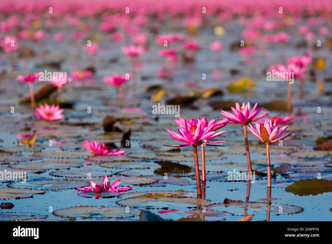 Bel rosso Lotus Kumphawapi mare pieno di fiori di colore rosa in Udon Thani nel nord della Thailandia. La flora del sud est asiatico. Foto Stock