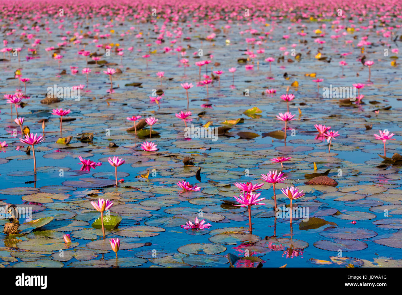 Bel rosso Lotus Kumphawapi mare pieno di fiori di colore rosa in Udon Thani nel nord della Thailandia. La flora del sud est asiatico. Foto Stock