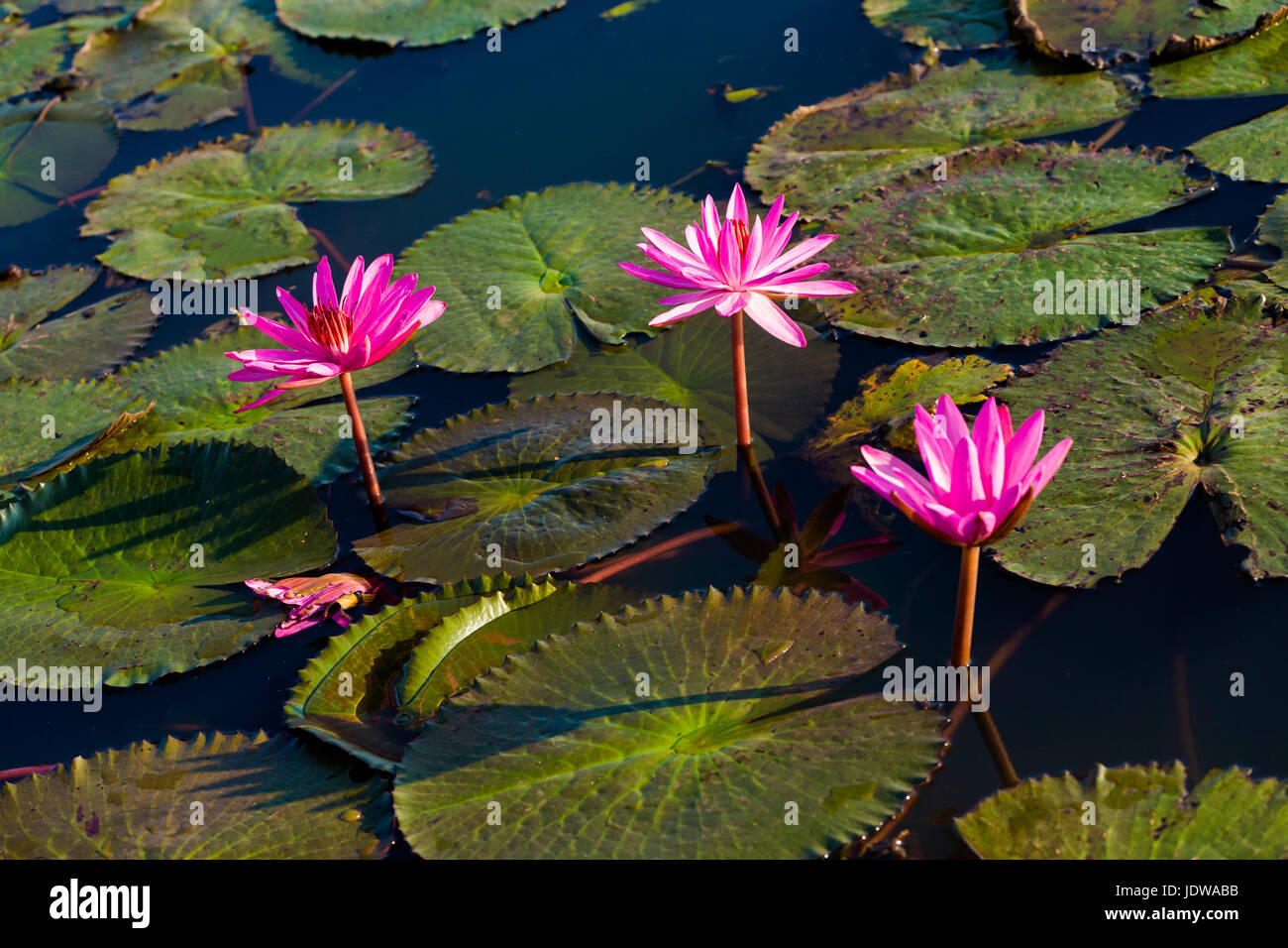 Bel rosso Lotus Kumphawapi mare pieno di fiori di colore rosa in Udon Thani nel nord della Thailandia. La flora del sud est asiatico. Foto Stock