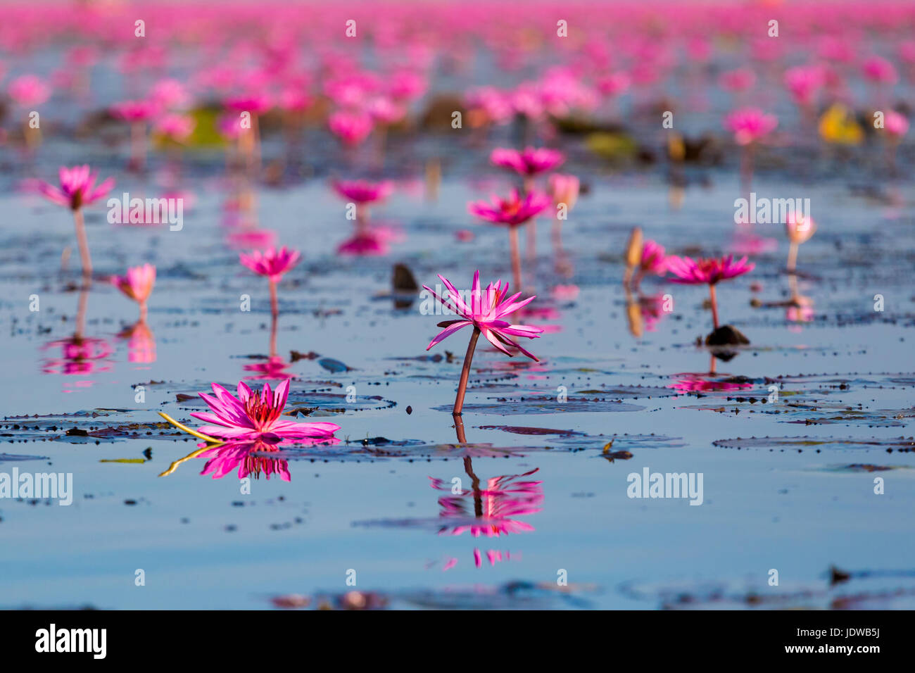 Bel rosso Lotus Kumphawapi mare pieno di fiori di colore rosa in Udon Thani nel nord della Thailandia. La flora del sud est asiatico. Foto Stock