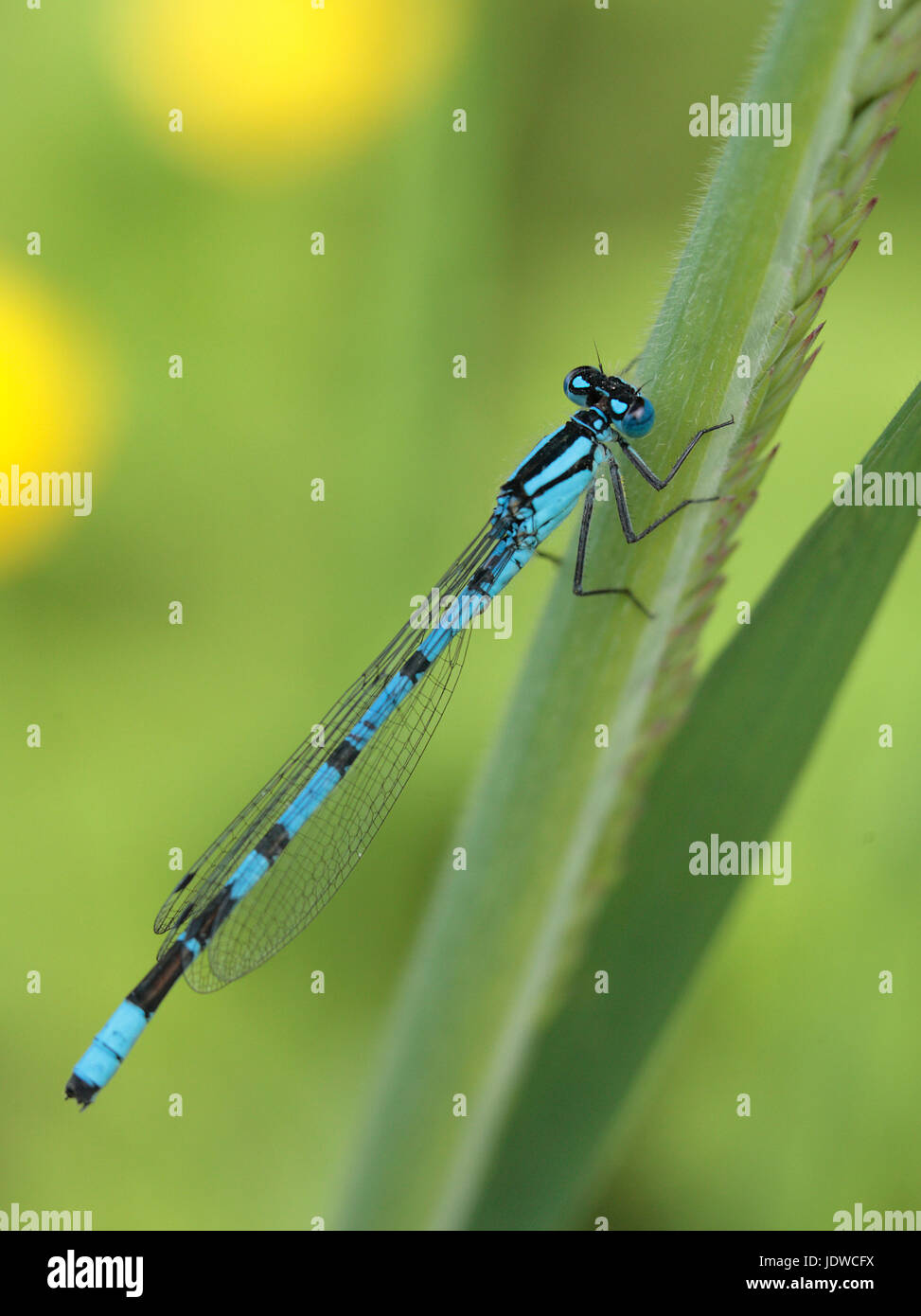 Comune Damselfly blu Foto Stock