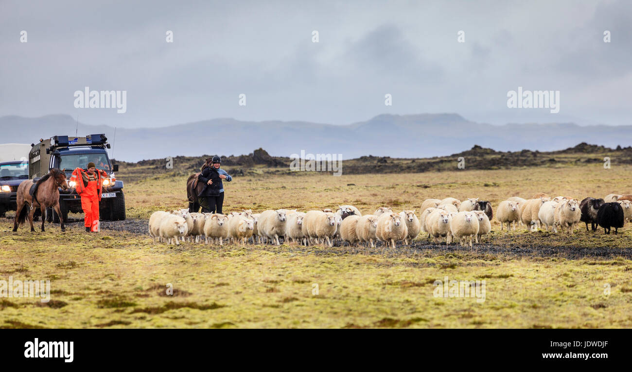 Sud dell'Islanda, Settembre 14, 2013: gli agricoltori locali sono radunare le pecore a fine estate nel sud dell'Islanda Foto Stock Sud dell'Islanda, Settembre 14, 2013: gli agricoltori locali sono radunare le pecore a fine estate nel sud dell'Islanda Foto Stock