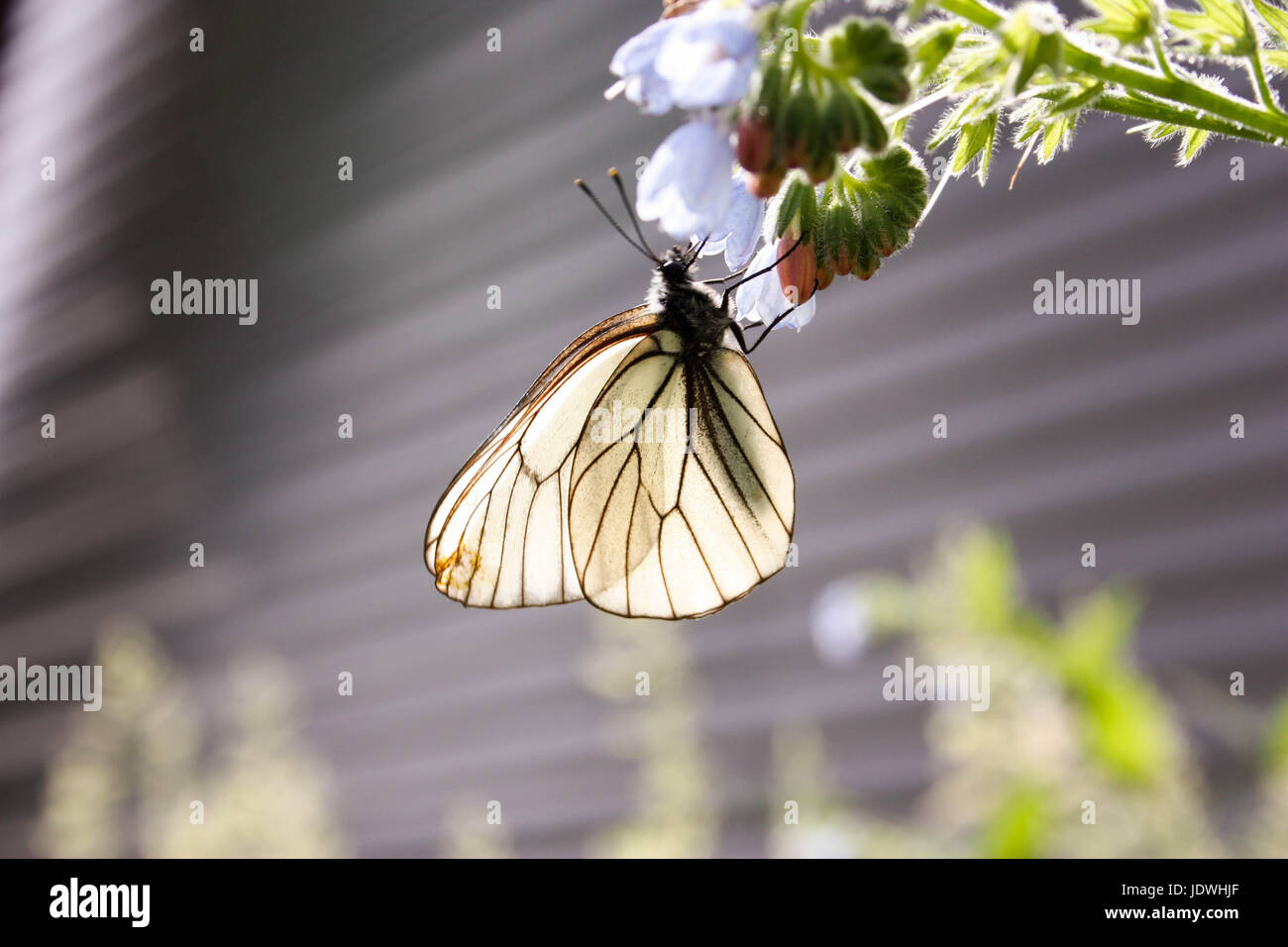 Bianco con farfalla ispido ali, su una campana blu fiore. Dipende in giù la testa. Natura d'estate. Foto per il tuo design. Foto Stock