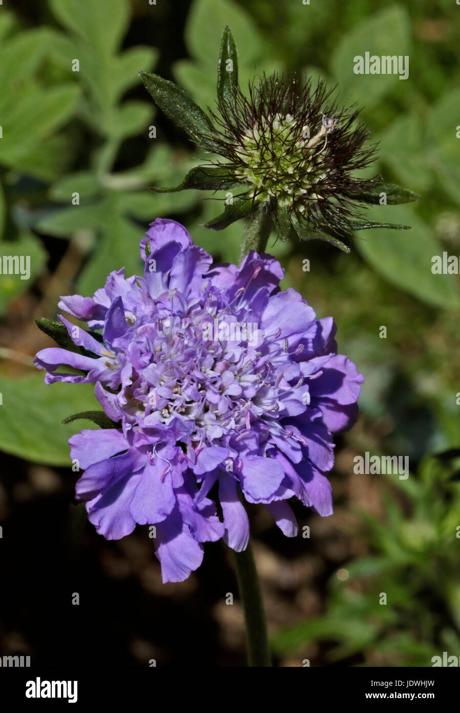 Scabious Mariposa blu Foto Stock