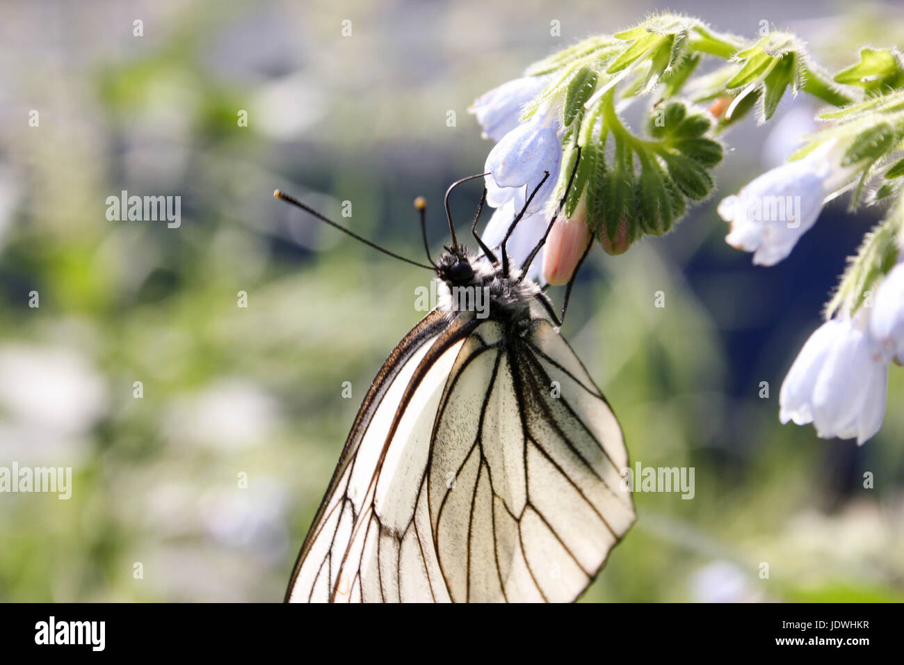 Una farfalla su un fiore blu campane. Natura d'estate. Foto per il tuo design. Foto Stock