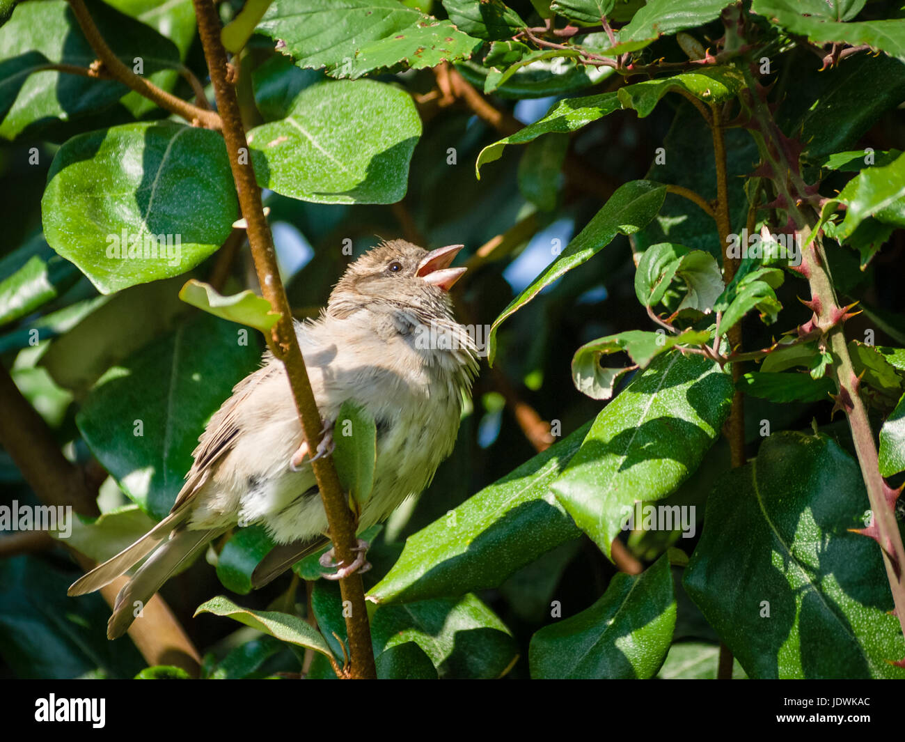 Solitary House Sparrow, Passer domesticus, arroccato in una siepe che canta nel sole estivo. Foto Stock