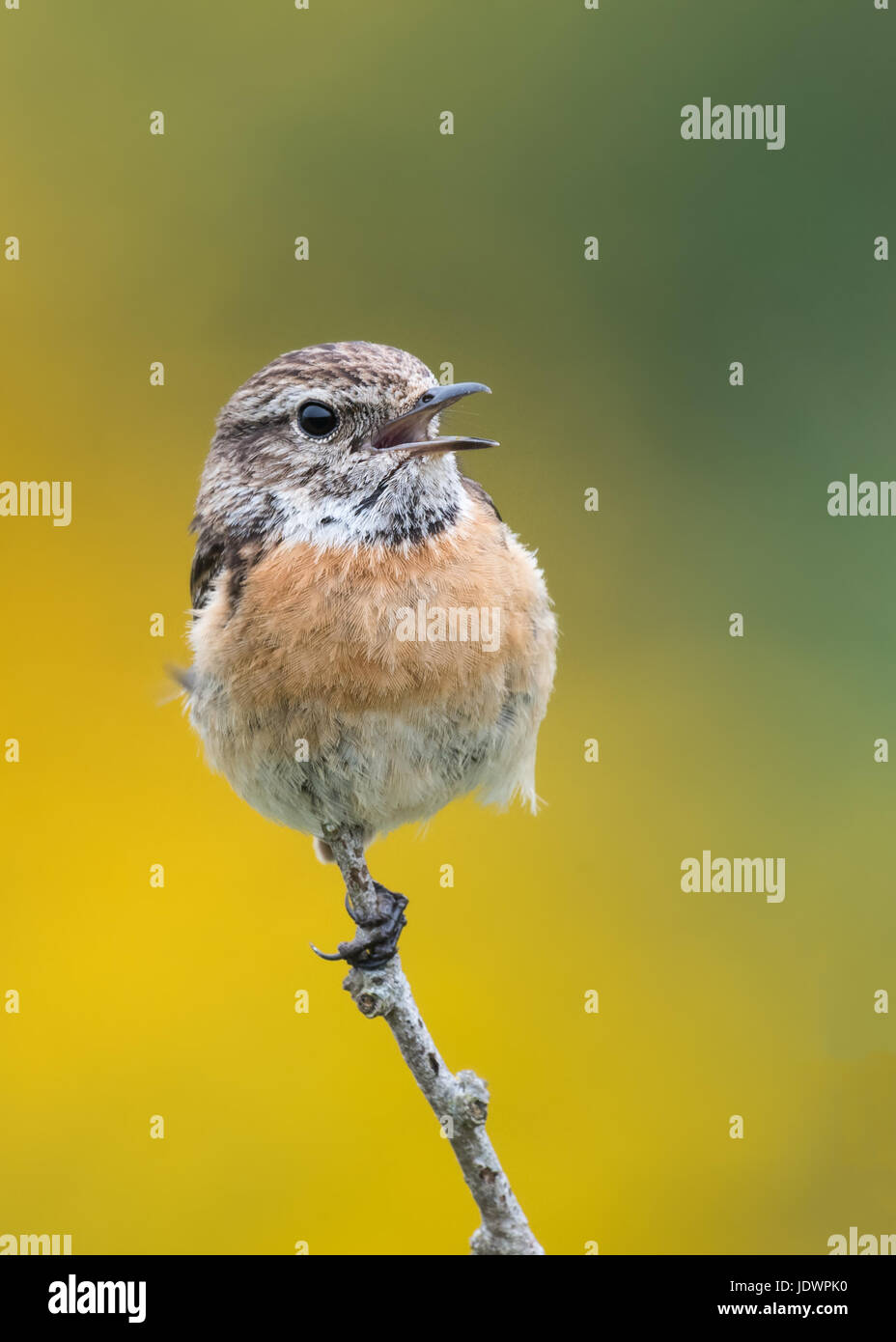 Femmina (stonechat Saxicola torquata), la bocca aperta, chiamando a partner. Pembrokeshire, Galles, maggio. Foto Stock