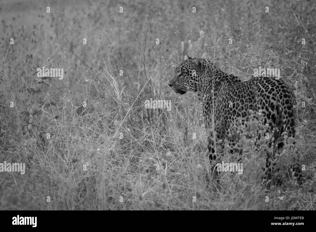 Leopardo al crepuscolo Foto Stock